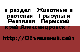  в раздел : Животные и растения » Грызуны и Рептилии . Пермский край,Александровск г.